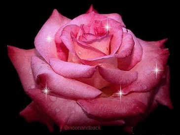 la rose 
